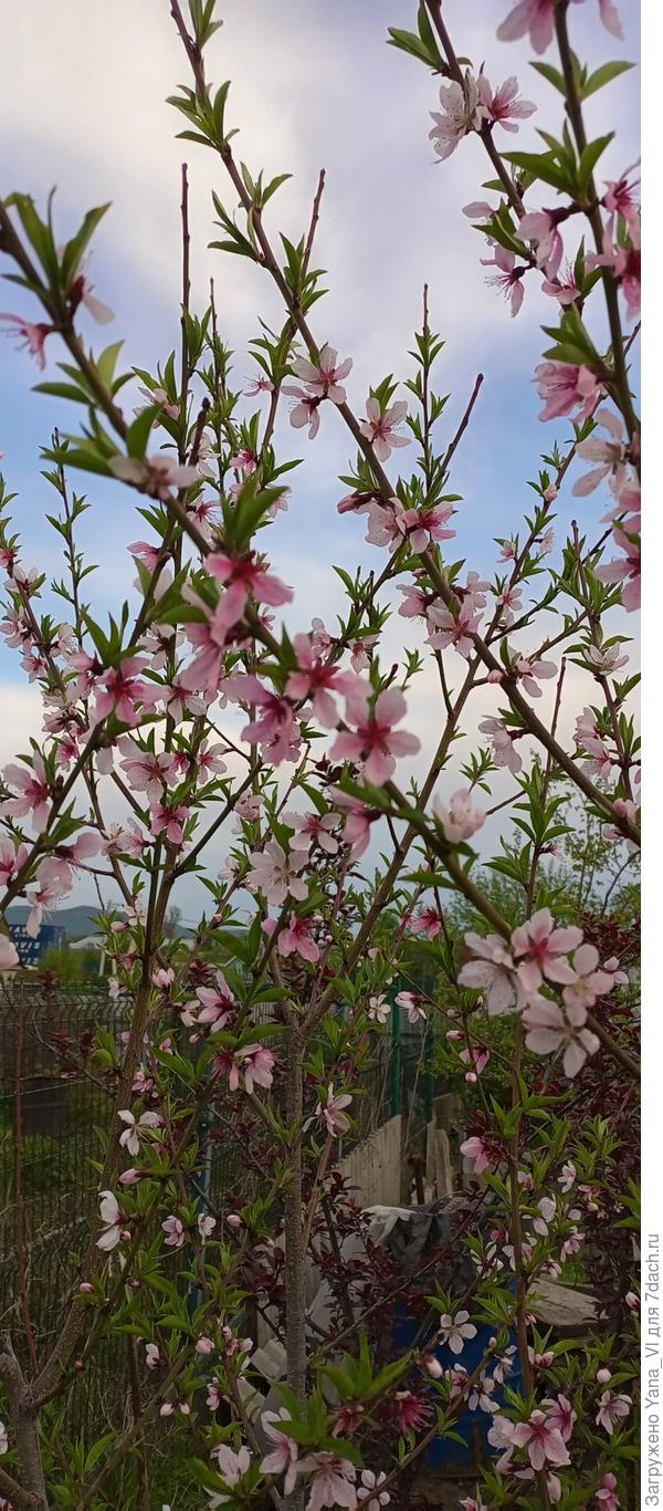 Удивительно, хоть и холодно, но цветёт персик