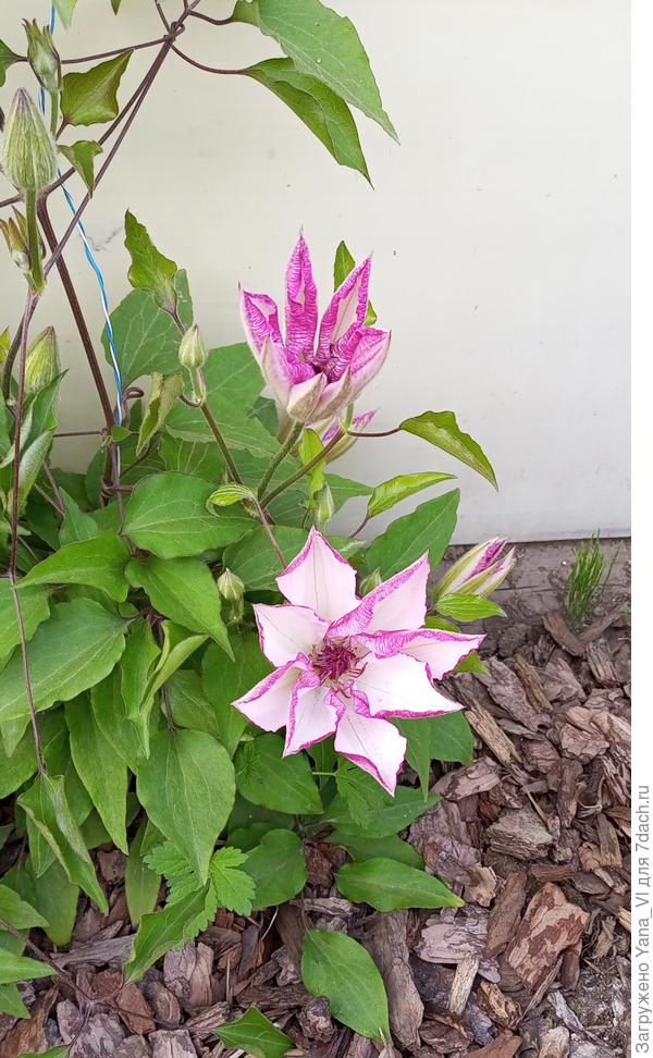 Клематис зацветает. Первый в этом году из 4 моих сортов. :)