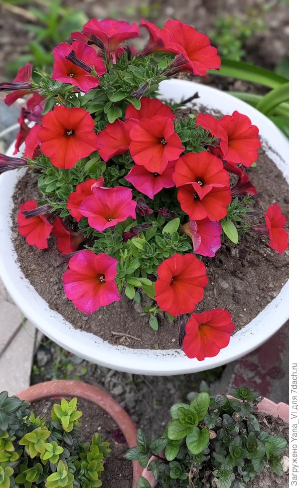 Зато петуния цветёт, хоть и мёрзнет