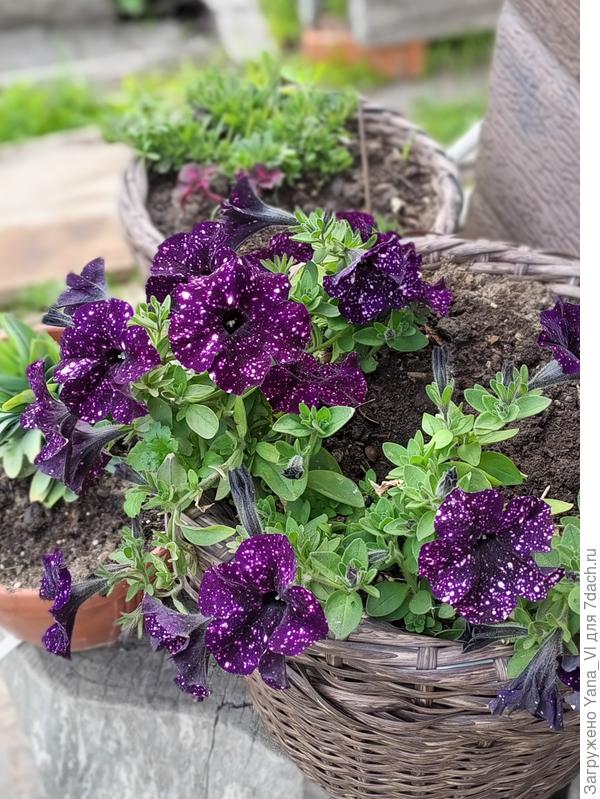 И эта радует