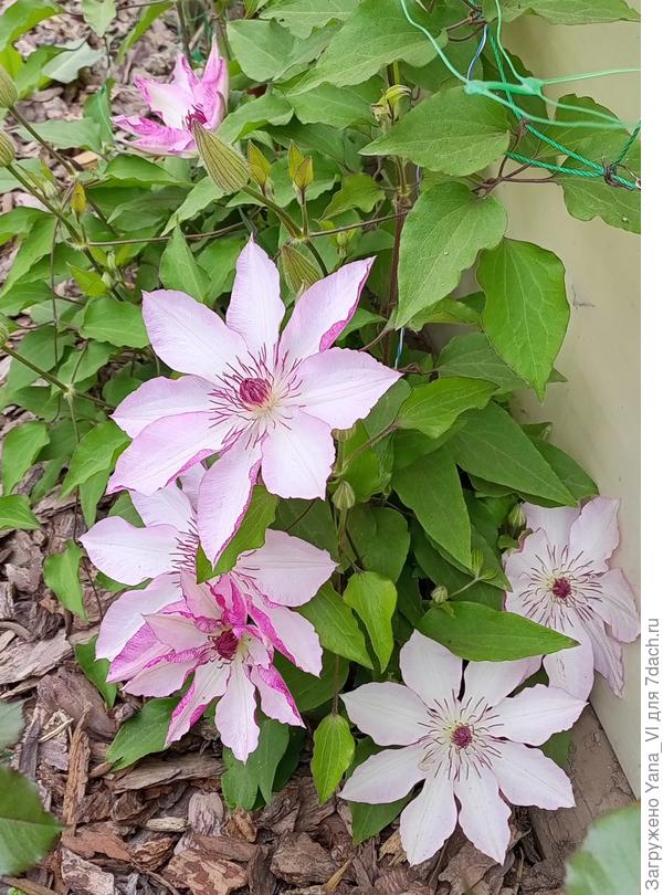 И клематис красавчик! жаль, название сорта не помню :( самый ранний оказался. Бутоны заложил сразу, как начал отрастать, фактически у земли.