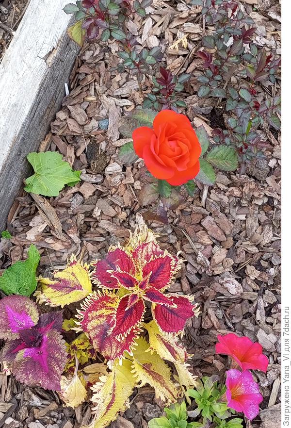 И первая розочка зацвела! Это не из садовых, которые зимовали. Эта комнатная, я её просто на улицу отправила "погулять" на лето.