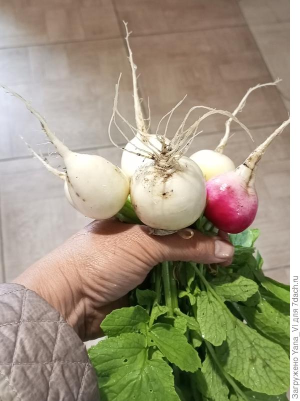 Насчёт редиски я вчера соврала выходит :) выросла она таки наконец :)