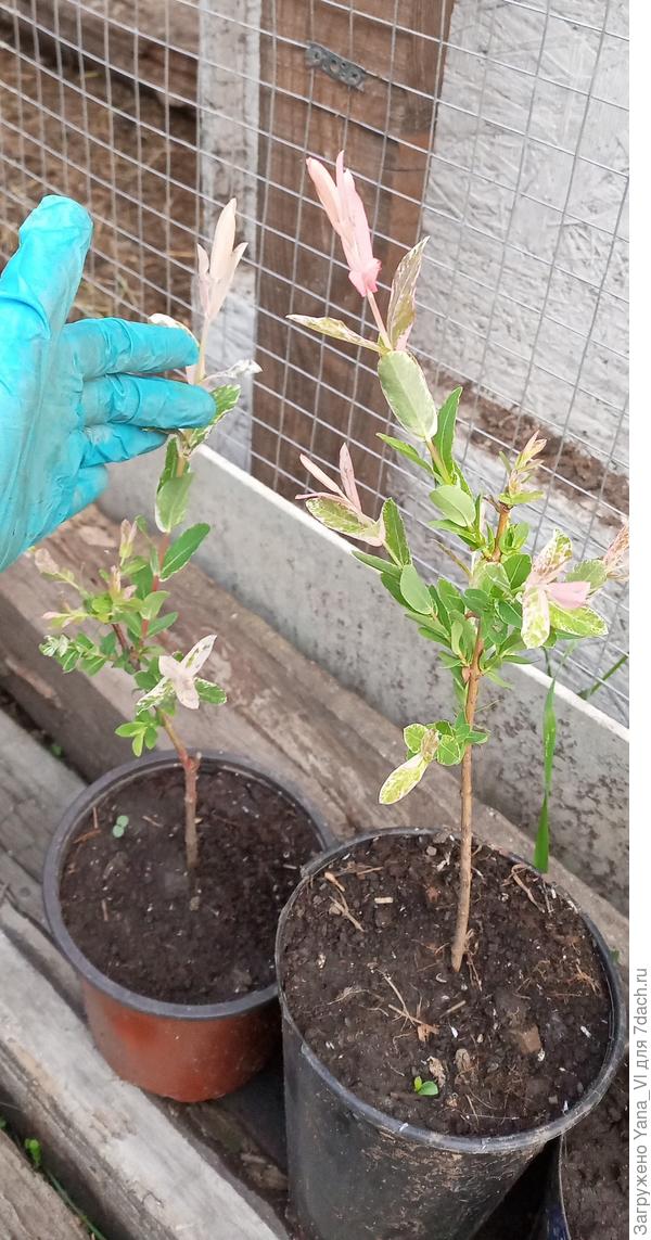 Вот, видно стволики. В мае снято. Прекрасно стоят, новые побеги уже отрастают. Потм, летом. я их ещё 2 раза стригла, формируя крону. И побеги на стволе общипала.