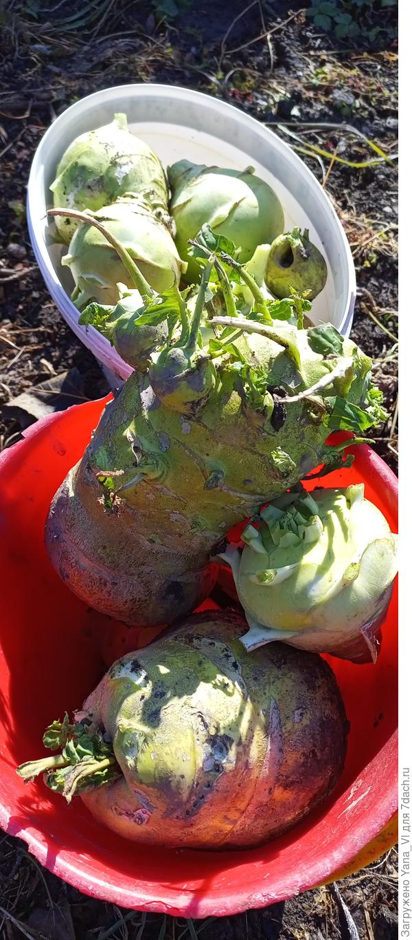 9-го собрала заключительный в этом году урожай кольраби :) думала из снега выкапывать буду, а он взял и  растаял...