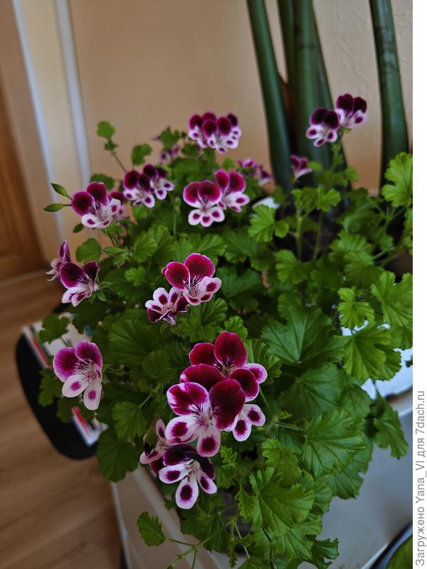 А дома уличная геранька, не дождавшись высадки в клумбу... Нарезанные осенью черенки не только укорениться успели, но и зацвели уже. А им ещё до конца мая на улицу нельзя, помёрзнут...