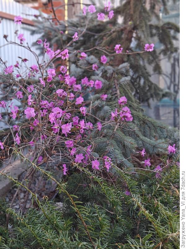У меня на участке багульник зацвёл