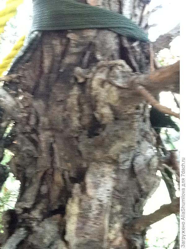 Кипарис болеет более двух лет ствол