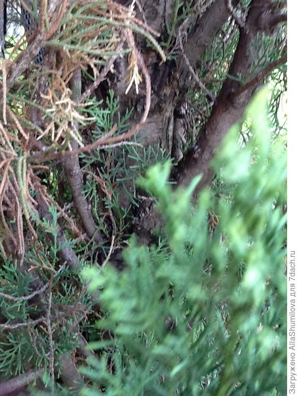 В нижней части появились новые ростки