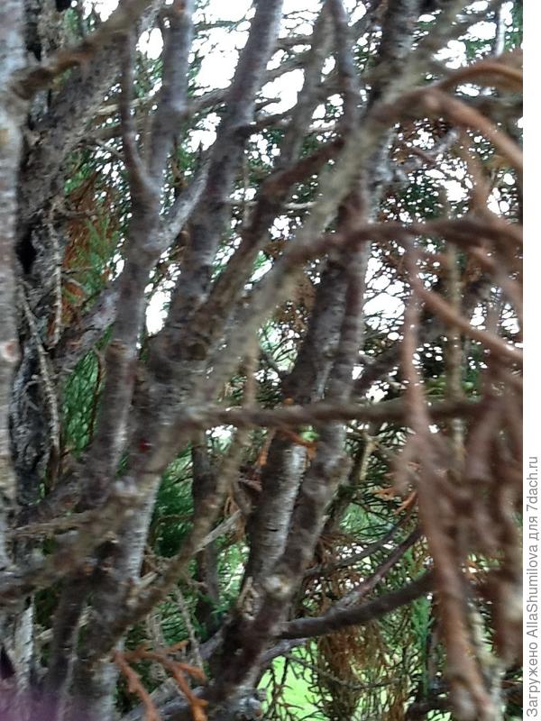 Середина подсыхания