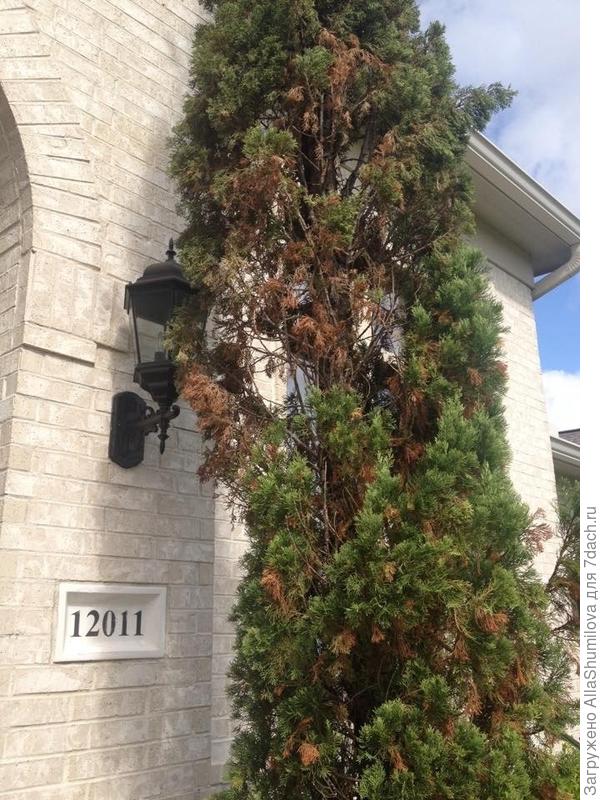 Кипарис болеет более двух лет