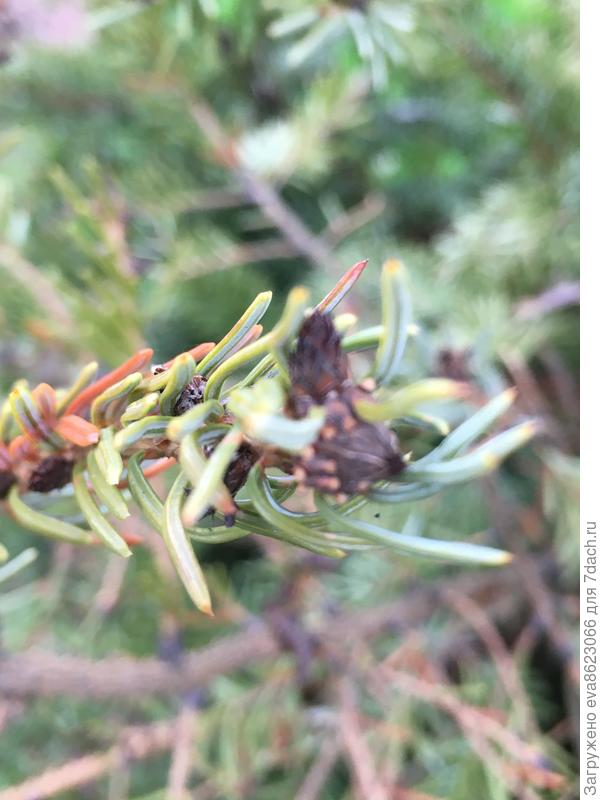 Кончик ветки