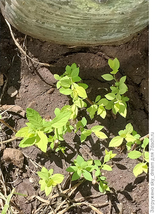 Укоренённая спирея