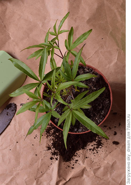 Укоренённый витекс