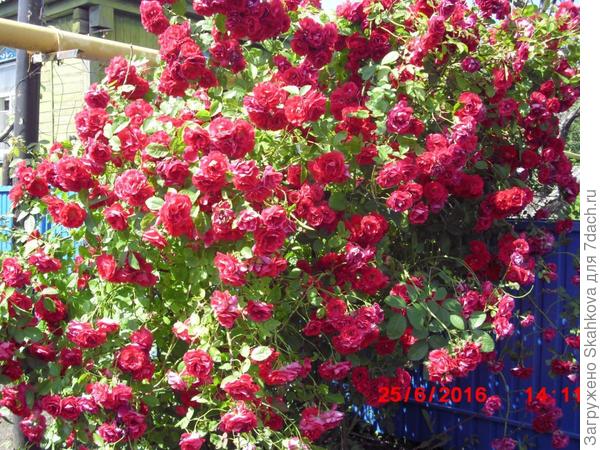 А эту розу она где-то у дороги выкопала!! Вот теперь такая красота!