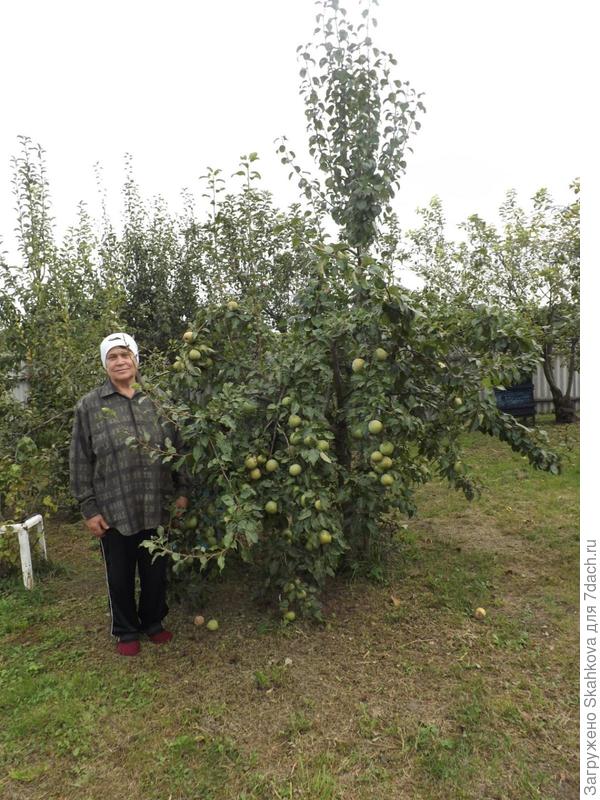 Вот фото старого сада, если присмотреться, то на дальнем дереве видно - пень и привои! А это уже на старой груше плодоносят привои!