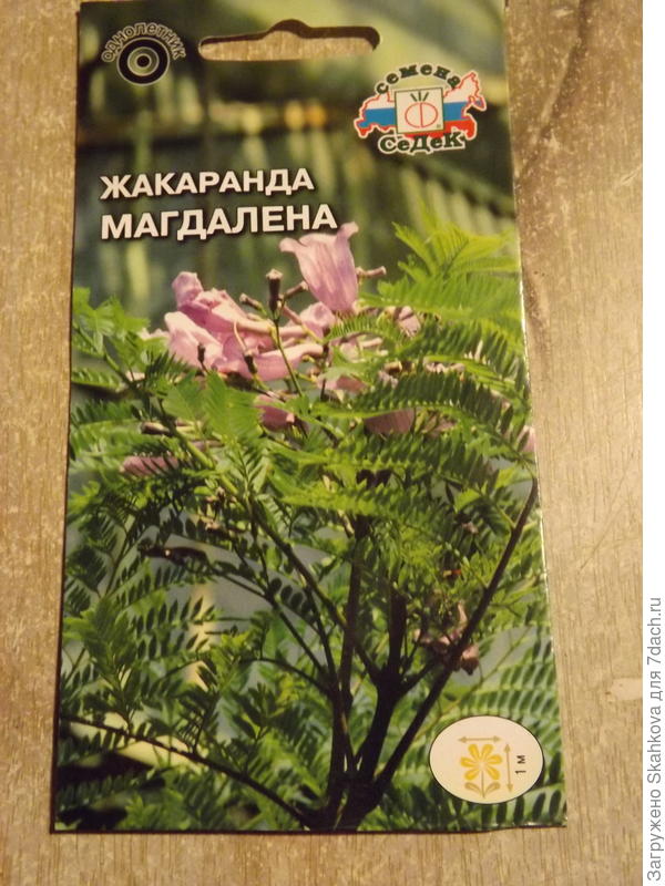 Очень хотелось завести этот цветок и подсадить его к папоротникам...но как-то сидит семечко и не думает прорастать..