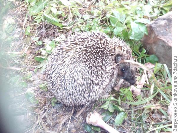 А мы косточки лисятам кладем)))))))но кажется им не достается))))