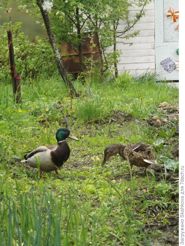 У меня вот такие гости!!! Ходят по всему дачному поселку, людей не боятся! Живут на маленьком озере!