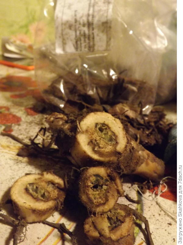 Канна Пикасо - вот в таком виде.