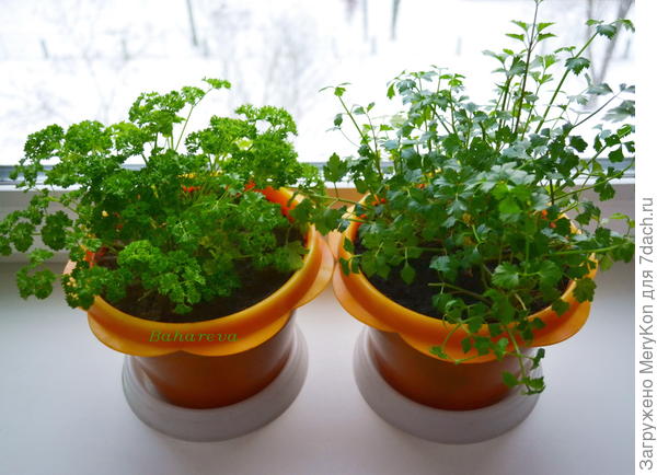 Петрушка и сельдерей листовой.