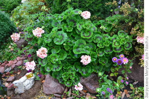 Герань в открытом грунте.