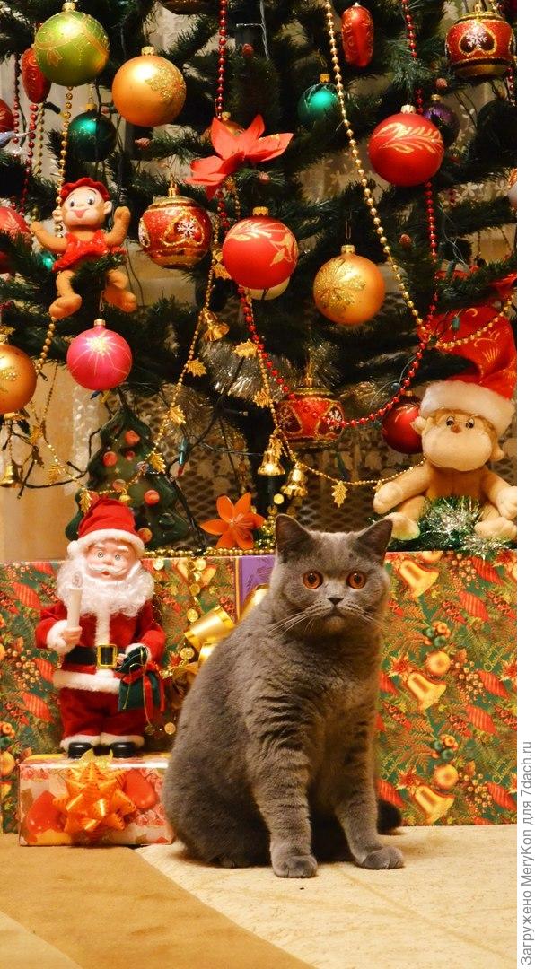коте