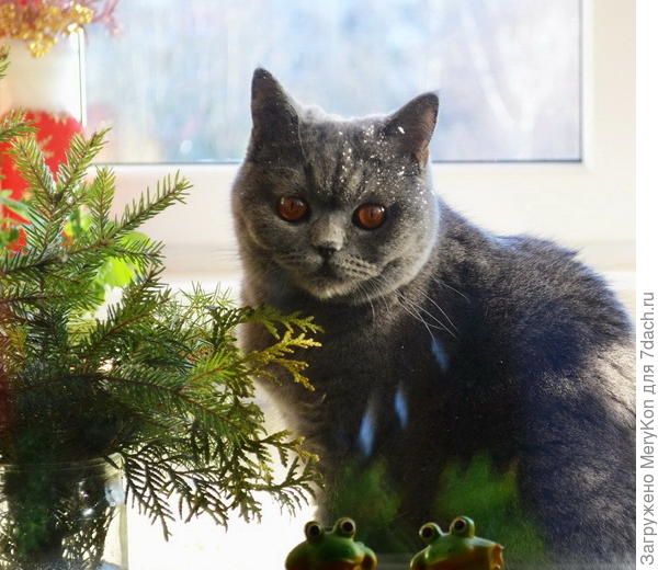 коте