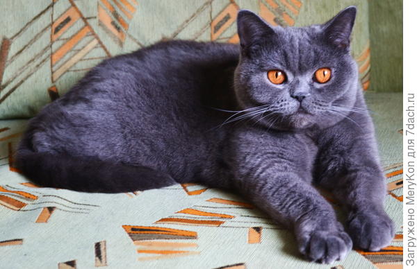 коте