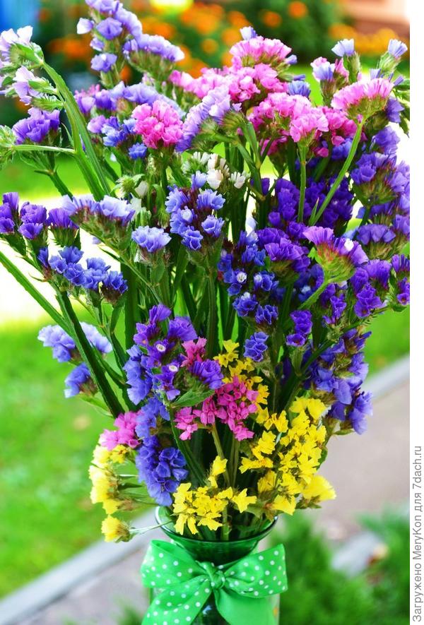 Лимониум Борнтальский-прекрасный сухоцвет.