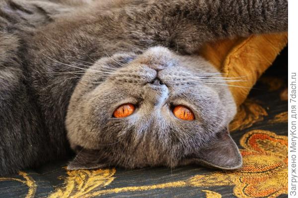 О,этот томный, рыжий взгляд:)