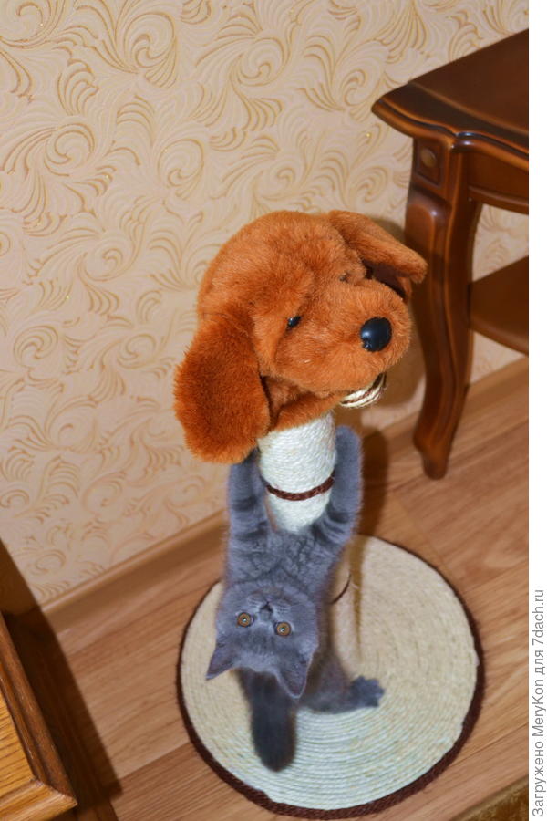 А вы тоже собачек не боитесь?:)