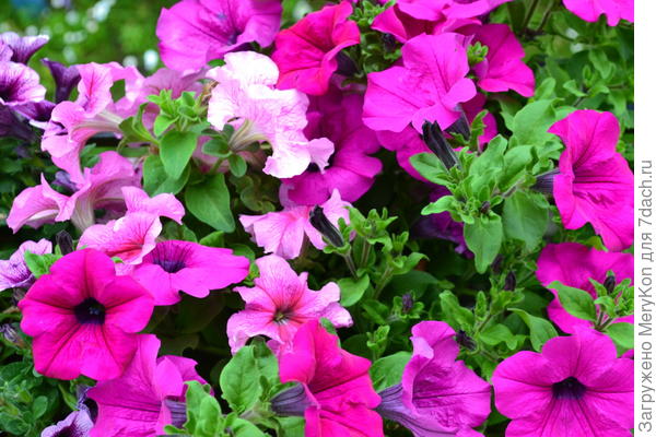 Петуньки радуют тоже