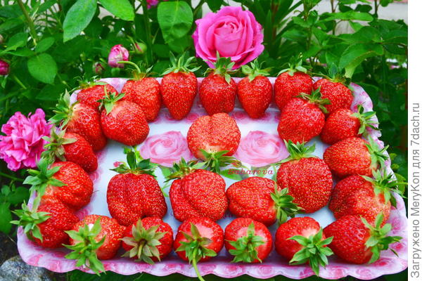 Клубника созрела-хорошее дело)