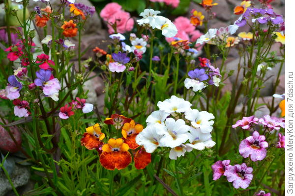 Скромница-немезия всем в подарок:)