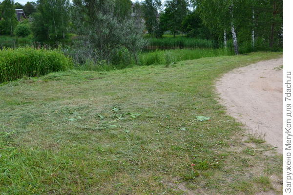 трава