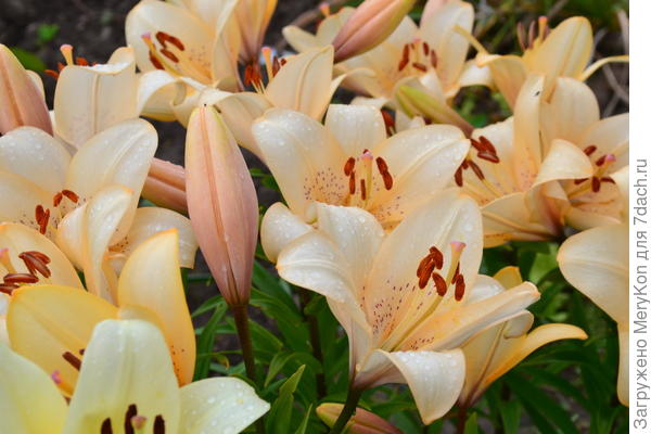 Лилия -королева летнего сада!