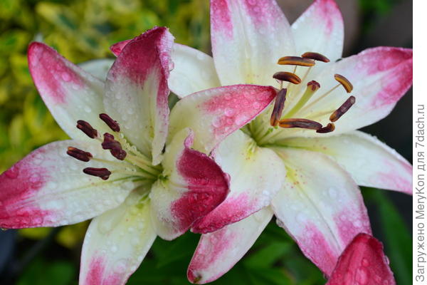 Слезы по стремительно убегающему лету:)