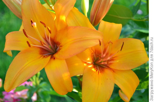 Лилии восхитительны! Их нельзя не любить!!!