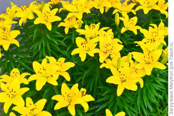 Желторотики колосятся:)