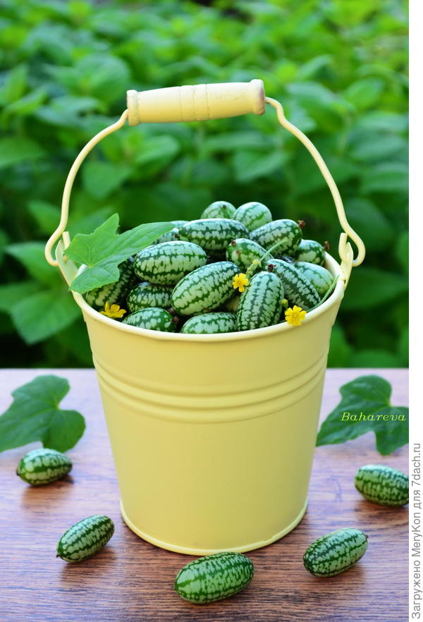 Мелотрия - фотогеничная красотка:)