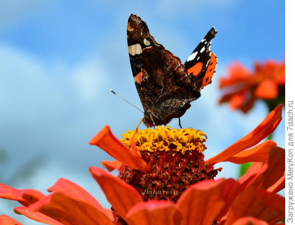 За этим можно наблюдать бесконечно)