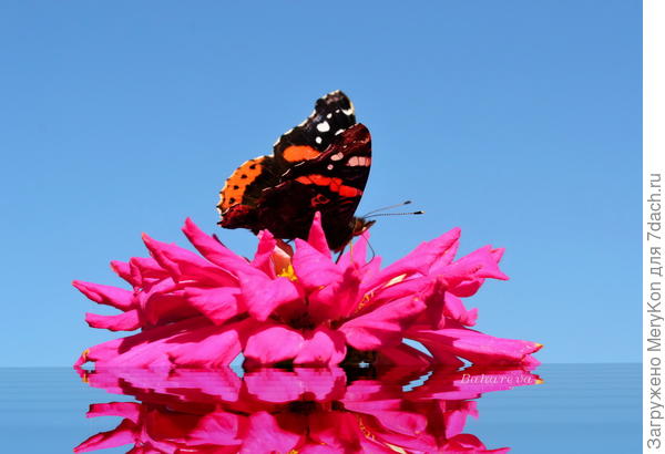 Беспечна бабочка на розовом цветке...