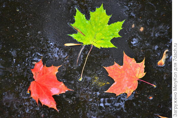 Трио на мокром асфальте)