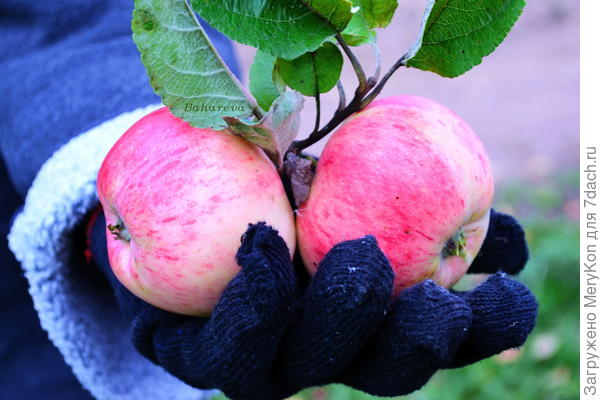 ...продолжаем сбор урожая)