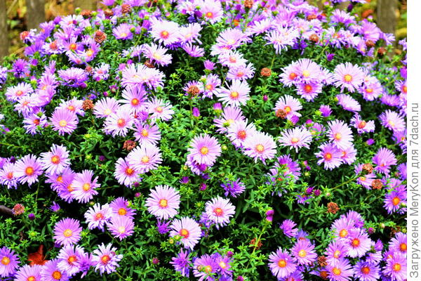 Из серии &amp;quot; Моя осень&amp;quot;.