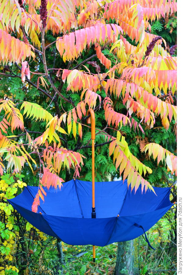 Зонтик и сумах - яркие краски осени.