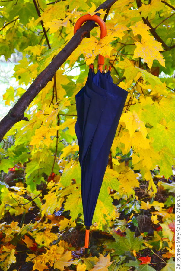 В ожидании дождика)