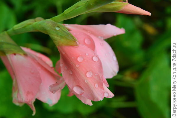 Последний гладиолус задержался в саду до середины октября очевидно именно для этого случая!