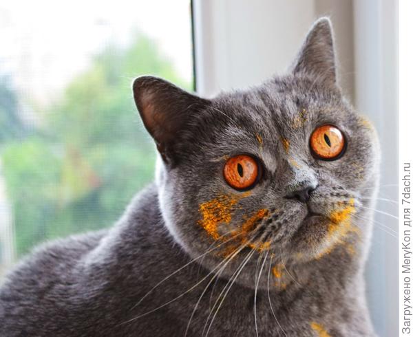 -Хозяйка, кто говоришь лилии нюхал???:)))